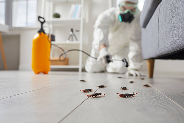 Commercial Rodent Management in Flandreau